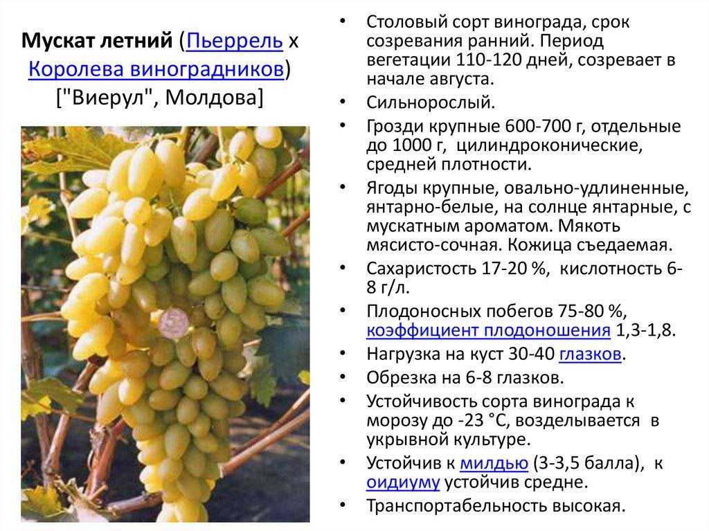 Удивительный виноград ришелье особенности ухода - дневник садовода parnikisemena.ru