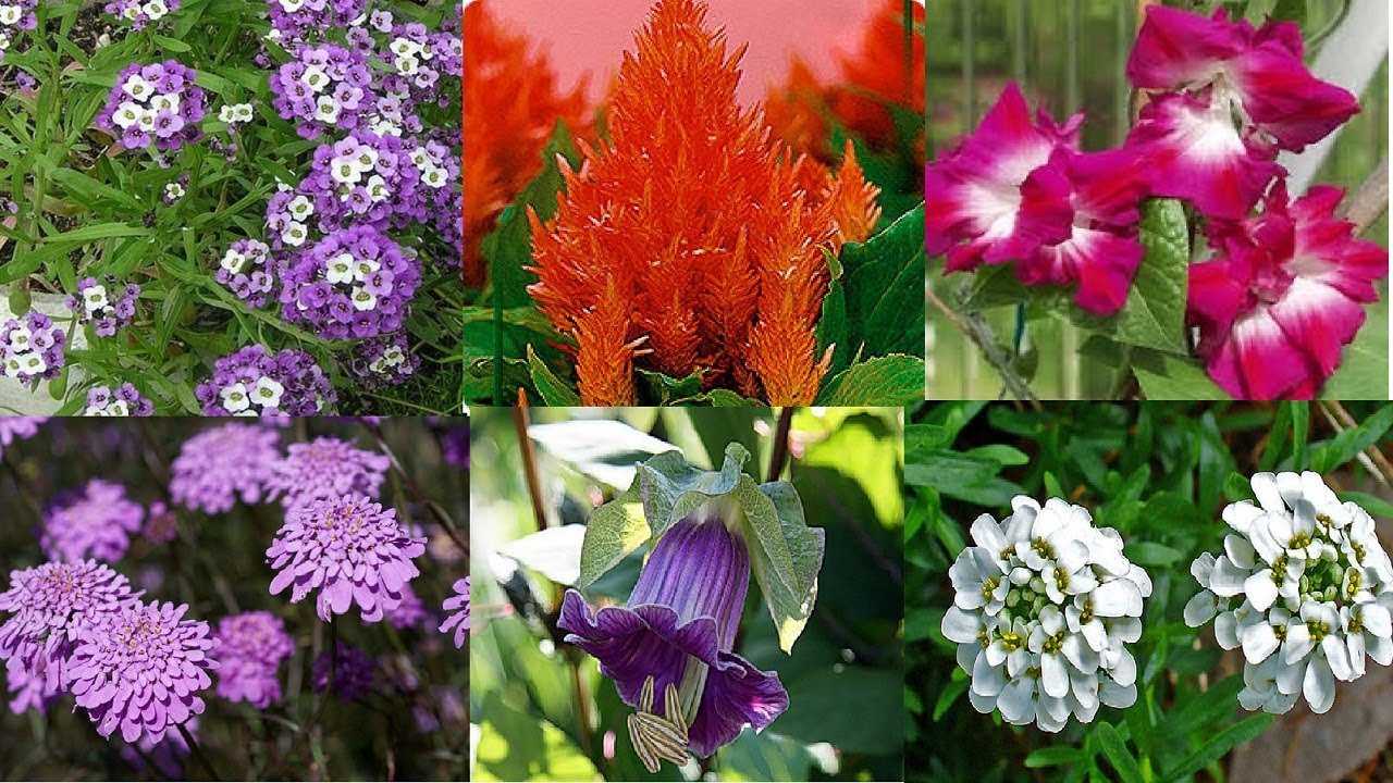 Многолетние цветы для дачи. каталог цветов, фото с названиями и кратким описанием