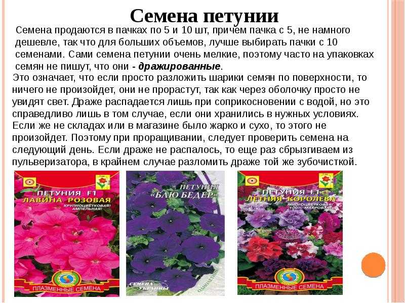 Что выросло из собранных семян петунии или 50 оттенков розового:): группа садовые цветы и флористика