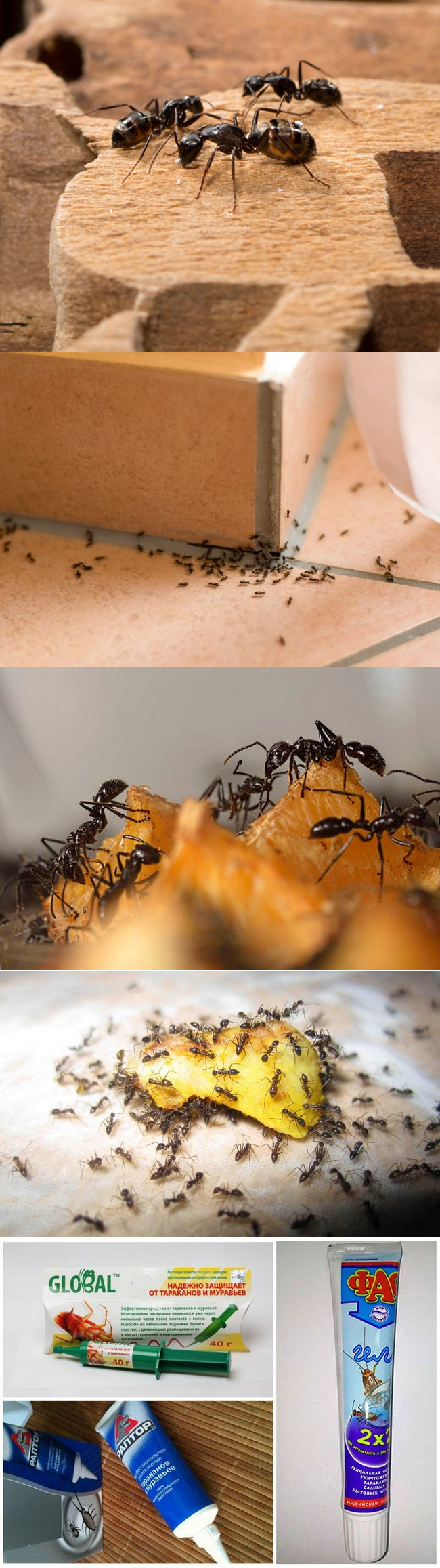 Как избавиться от муравьев в доме: способы и советы