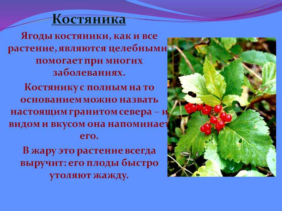 Костяника (северный гранат) – описание полезных свойств, вреда и противопоказаний; фото ягод